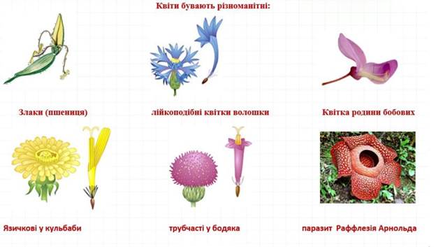 Квітка-генеративний орган рослини » Biology/Биология/Біологія