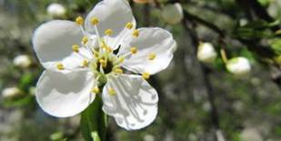 Вишня звичайна – Prunus cerasus – Вишня обыкновенная