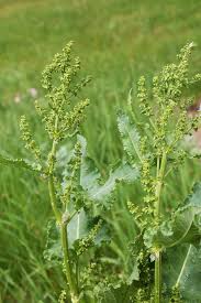 Rumex confertus - Изображение особи - Плантариум