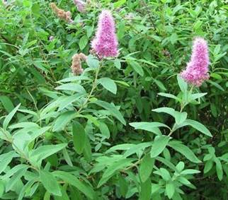Tavolník vrbolistý - Spiraea salicifolia | Zahradnictví FLOS