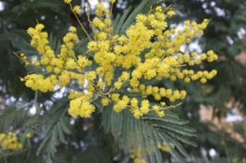 Acacia dealbata - Trees and Shrubs Online