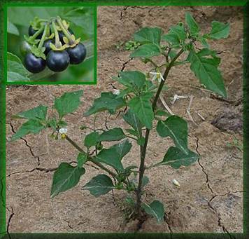 Black Nightshade seeds | World Seed Supply