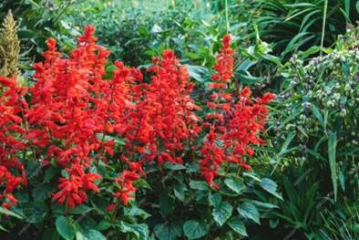 Salvia splendens vista красные эффектные цветы в саду алый шалфей цветет на  клумбе | Премиум Фото