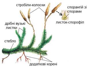 Вищі спорові рослини, відділ Плауноподібні, або Лікоподіофіти (плаун  булавовидний) » Допомога учням