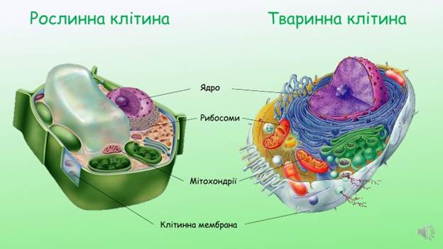 Будова рослинної і тваринної клітини